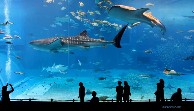 Excursion to Antalya Aquarium